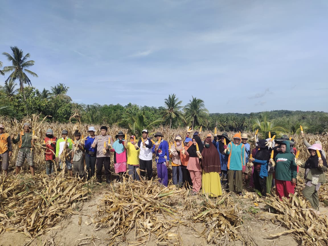 Masyarakat Desa Mario Bersama Pemerintah Desa Panen Jagung di Bukit Tanete 
